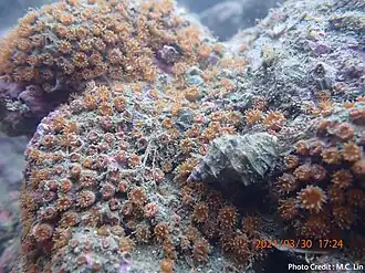 Polycyathus chaishanensis