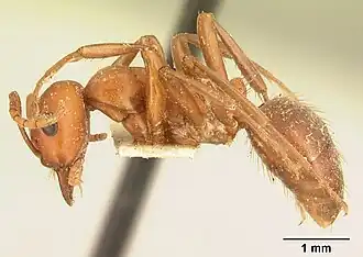 Polyergus breviceps