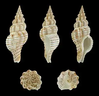 Polygona filosa