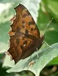 Polygonia c-aureum