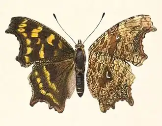 Polygonia gigantea