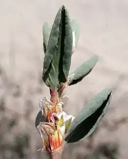 Tuitje van strandvarkensgras