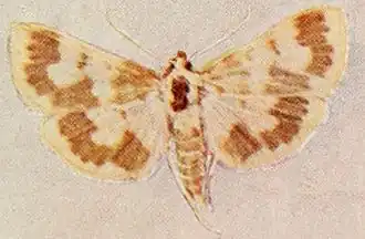 Polygrammodes langdonalis