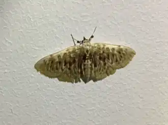 Polygrammodes sanguinalis