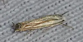 Polyhymno luteostrigella