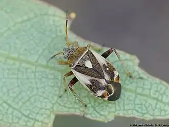 Polymerus unifasciatus