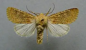 Polymixis argillaceago