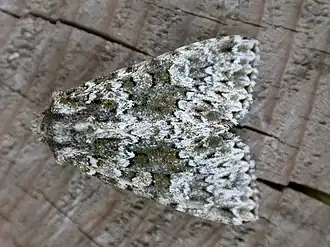 Polymixis polymita