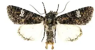 Polymixis serpentina