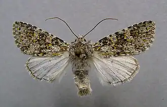 Polymixis xanthomista