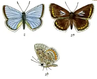 Polyommatus pseuderos