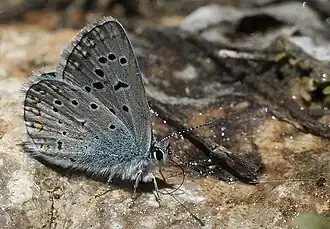 Polyommatus myrrha