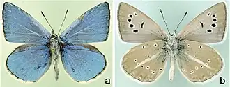 Polyommatus poseidon