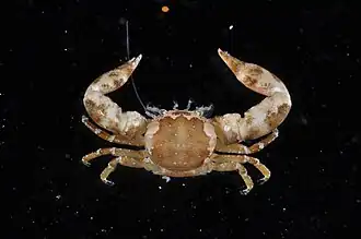 Polyonyx biunguiculatus