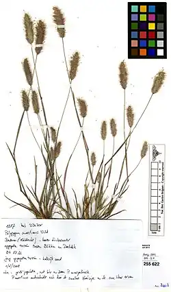 Herbarium exemplaar