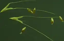 Aartjes en graanvruchten