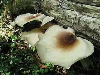 Royoporus