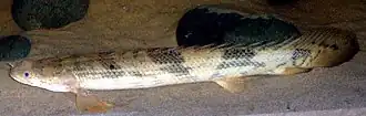 Polypterus endlicherii