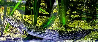 Polypterus palmas palmas