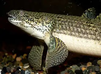 Polypterus weeksii