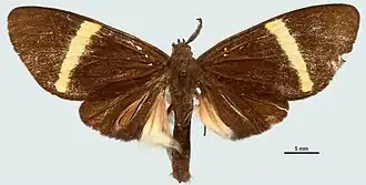 Polyptychia fasciculosa