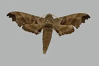 Polyptychus digitatus