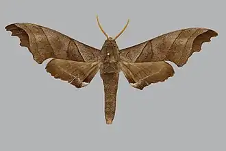 Polyptychus vuattouxi