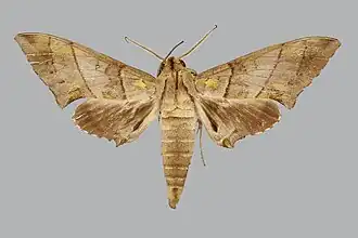 Polyptychus bernardii