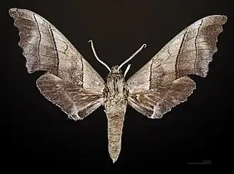 Polyptychus chinensis