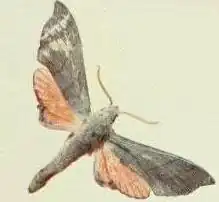 Polyptychus coryndoni