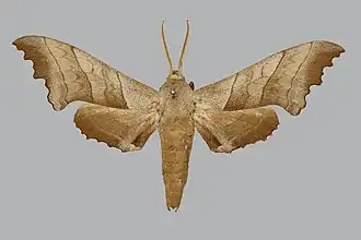 Polyptychus dentatus