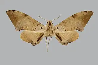 Polyptychus herbuloti