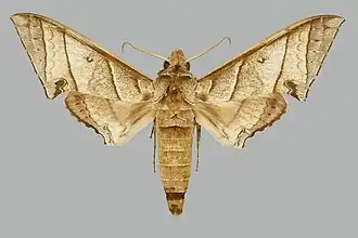 Polyptychus orthographus