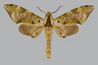 Polyptychus rougeoti