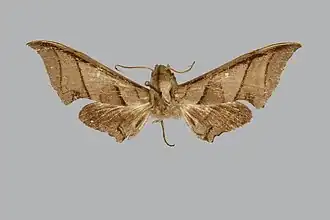 Polyptychus thihongae