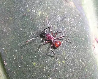 Polyrhachis gracilior