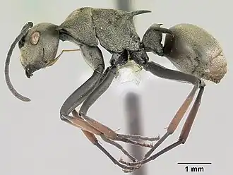 Polyrhachis aberrans