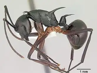 Polyrhachis amana