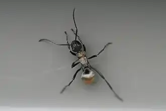 Polyrhachis ammon