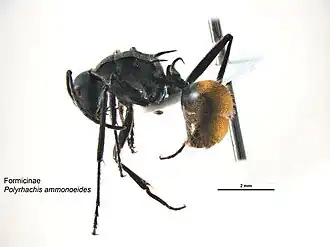 Polyrhachis ammonoeides