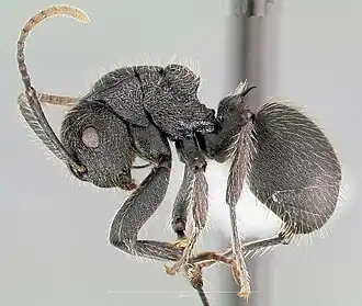 Polyrhachis asomaningi