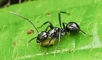 Polyrhachis boltoni