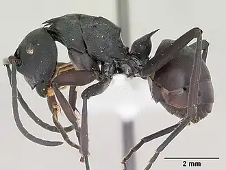 Polyrhachis brendelli