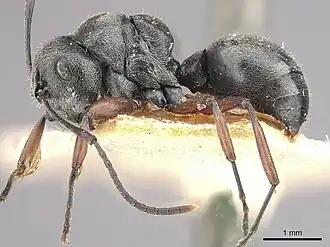 Polyrhachis bugnioni