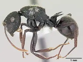 Polyrhachis chaita