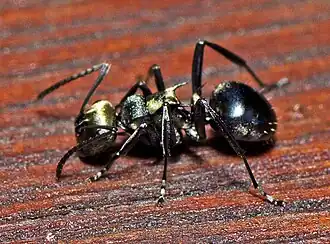 Polyrhachis chalybea