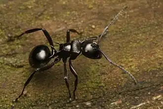Polyrhachis clio