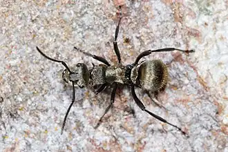 Polyrhachis cupreata