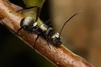 Polyrhachis daemeli