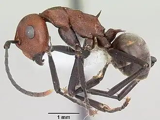 Polyrhachis deceptor